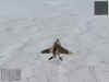 winter_hard_max188_1.jpg (23585 bytes)